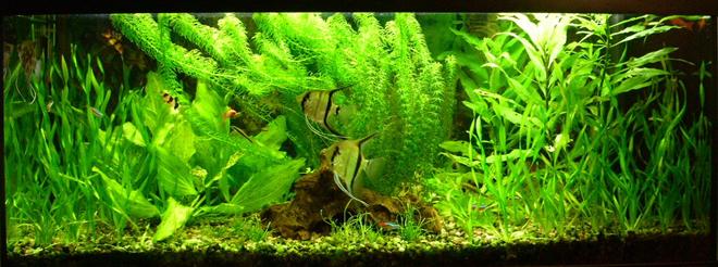 planted tank (mostly live plants and fish)