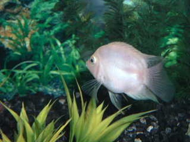 freshwater fish - jelly bean - 6 month old Jellybean Cichlid, awesome color