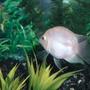 freshwater fish - jelly bean - 6 month old Jellybean Cichlid, awesome color
