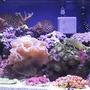 reef tank (mostly live coral and fish) - My 20 gallon long saltwater tank.