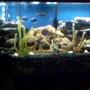 freshwater fish tank (mostly fish and non-living decorations) - my chiclid tank