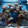reef tank (mostly live coral and fish) - 37 Gallon Oceanic Show Cube, 2x65w PC lighting, SCWD closed loop w/mag 750, Remora HOB skimmer, Aquaclear 500 converted to Refugium. No sump.