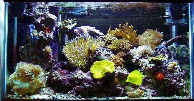 reef tank (mostly live coral and fish)