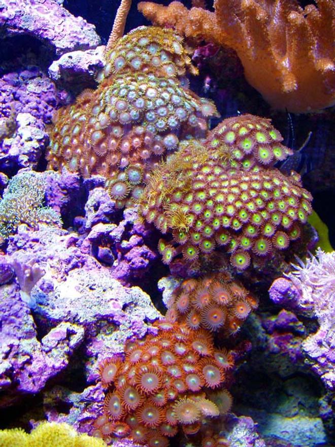 corals inverts - zoanthus sp. - colony polyp