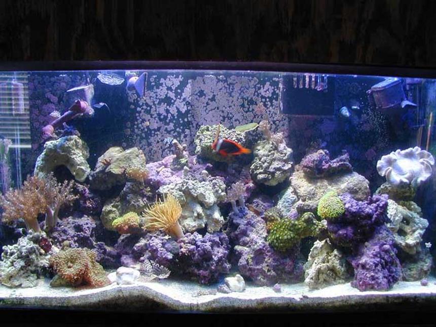Rated #618: Reef Tank - My 40 gal. tank and inhabitants.
175W MH + 4 X 55W PCs. 
Some SPS, softies and zoos.
