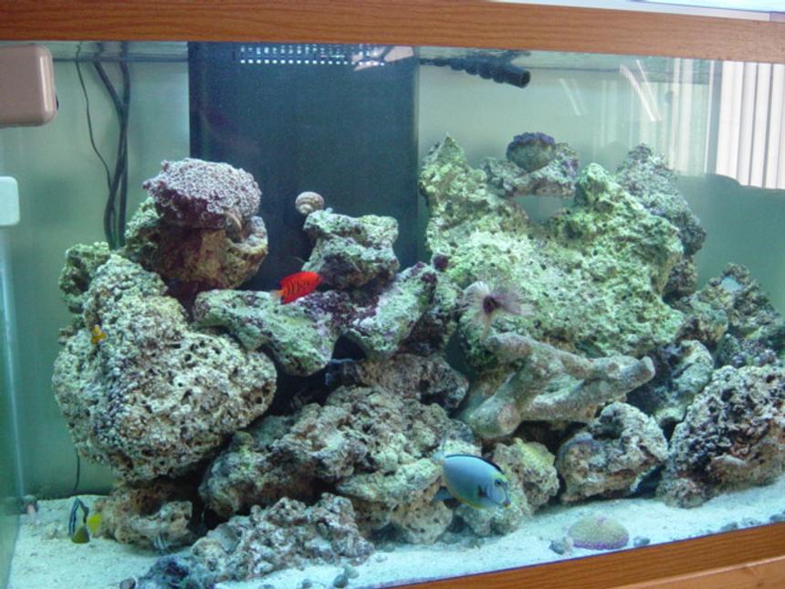 Rated #1248: Reef Tank