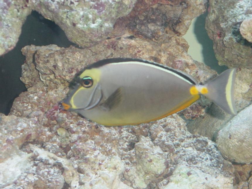 Rated #275: Saltwater Fish - Naso Lituratus - Naso Tang