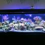 reef tank (mostly live coral and fish) - 55 gal reef tank