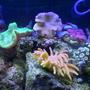 corals inverts - sarcophyton sp. - toadstool mushroom leather coral, brown - 55 gal reef tank