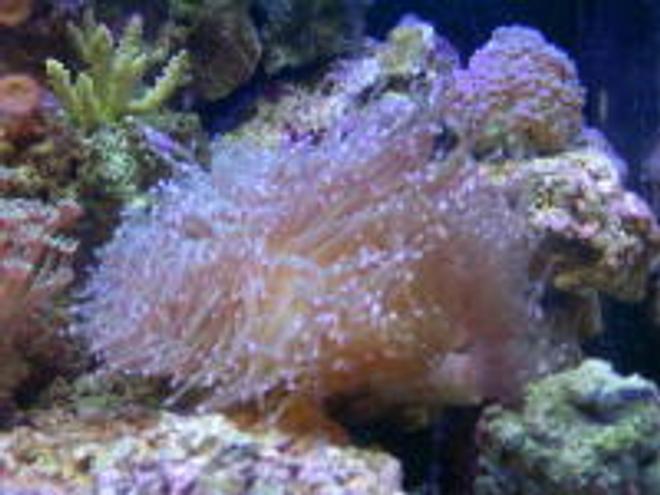 corals inverts - euphyllia glabrescens - torch coral - 55 gal reef tank