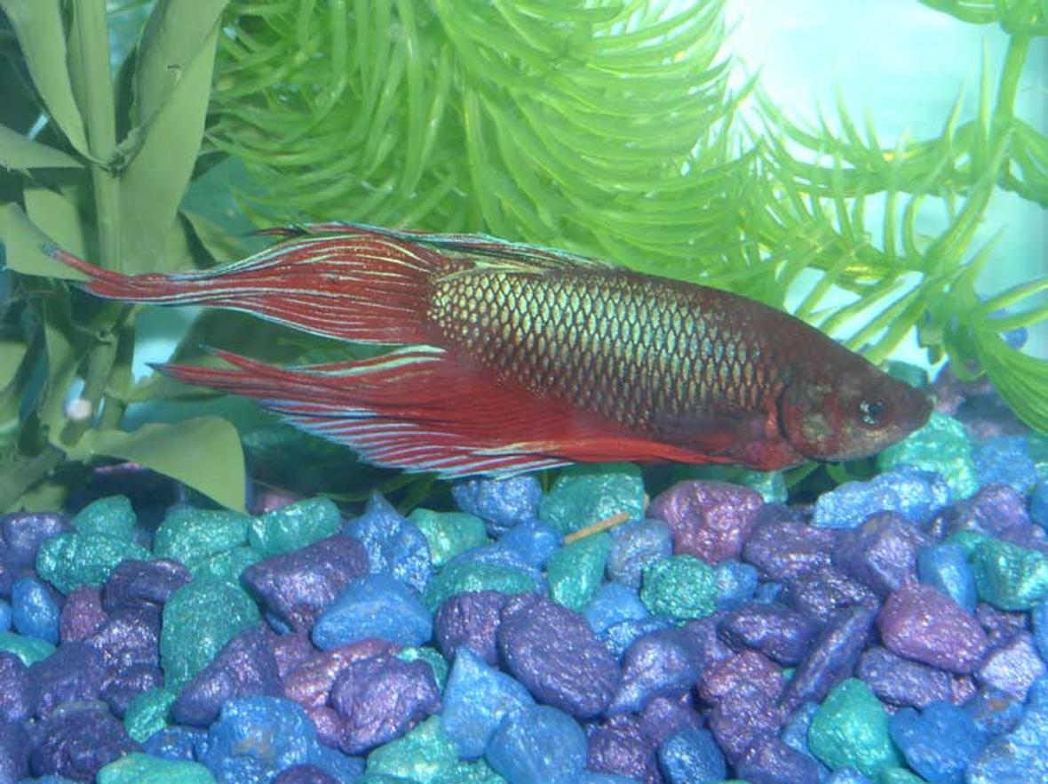 freshwater fish - betta splendens - betta - male