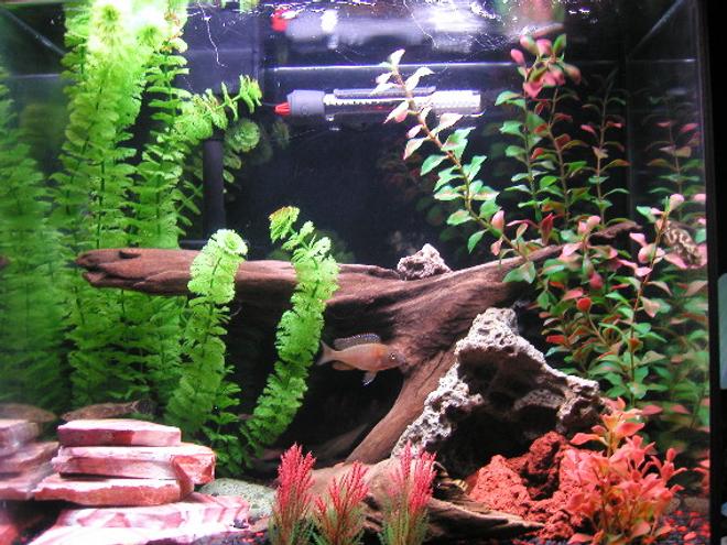 freshwater fish tank (mostly fish and non-living decorations) - 15 Gal. Tall w/ Eclipse.  2 African Cichlids, 2 Marble Gobies, 1 Syn Cat(fish), 2 Red claw crabs, 2 kuhli loaches.
