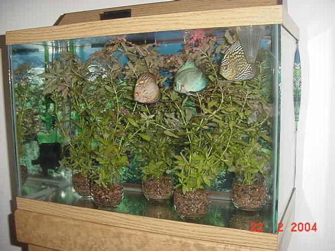 planted tank (mostly live plants and fish) - My 20 gls Bare Bottom potted planted Discus Tank. I've had it set up like this for about five to six weeks.