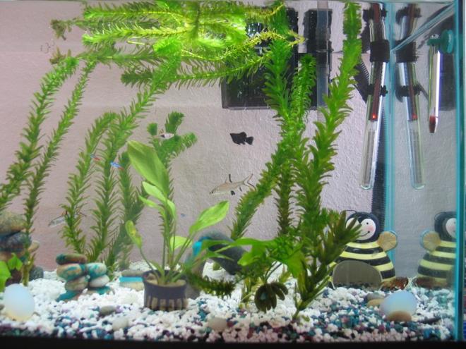 freshwater fish tank (mostly fish and non-living decorations) - 20 Gal, Anacharis, 4 Rosboras, 3 neon tetras, 2 red clawed crabs, 2 bala sharks, 3 ballon mollies