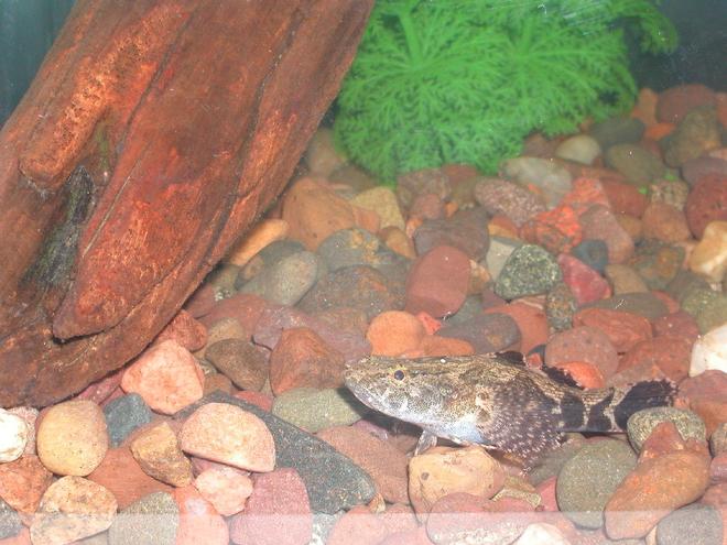 corals inverts - ...actually a brackish fish