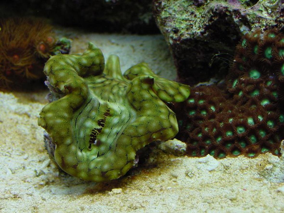 corals inverts - tridacna squamosa - squamosa clam - yes i have a 20Gallon w/ some cool stuffs