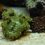 corals inverts - tridacna squamosa - squamosa clam - yes i have a 20Gallon w/ some cool stuffs