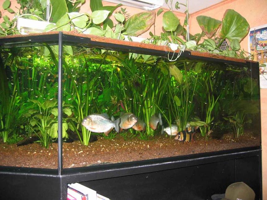 Rated #1333: 380 Gallons Planted Tank - A 400 gallons/1500 l (200*130cm)  tank with 10 Piranhas and other fish.