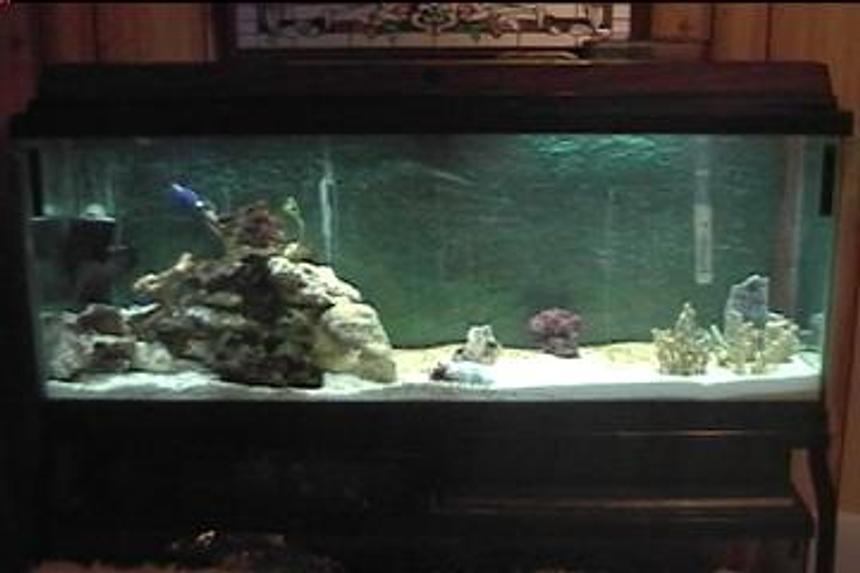 Rated #408: Saltwater Fish Tank - i am new at saltwater tanks and any advice is appreciated. thanks.