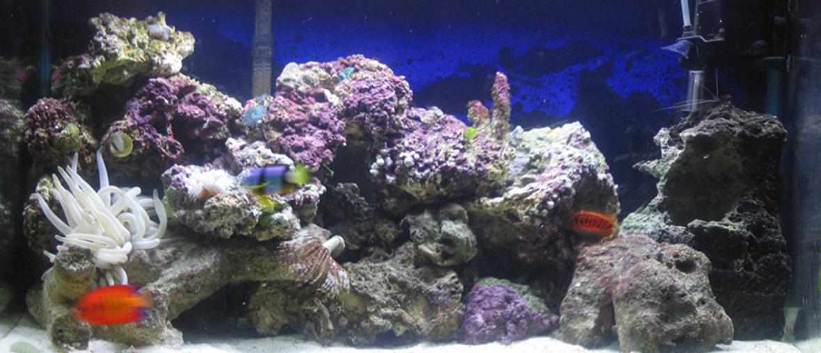 reef tank (mostly live coral and fish)