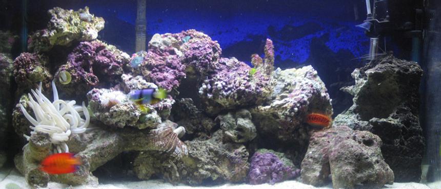 Rated #1036: Reef Tank