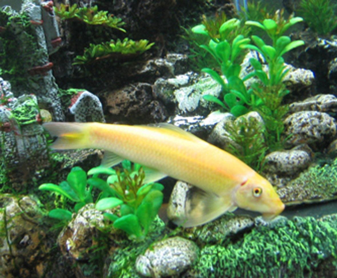 freshwater fish - gyrinocheilos aymonieri - gold algae eater - I have a 55 Gallon Freshwater Tank... I have 1 Neon Tetra (19 died), 3 Black Skirt Tetras, 3 Gold Algae Eaters, 1 Gold Snail, and 1 Blue Gourami... I'll be tossing in a Piranha soon... just kiddin!