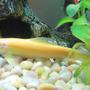 freshwater fish - gyrinocheilos aymonieri - gold algae eater - I have a 55 Gallon Freshwater Tank... I have 1 Neon Tetra (19 died), 3 Black Skirt Tetras, 3 Gold Algae Eaters, 1 Gold Snail, and 1 Blue Gourami... I'll be tossing in a Piranha soon... just kiddin!