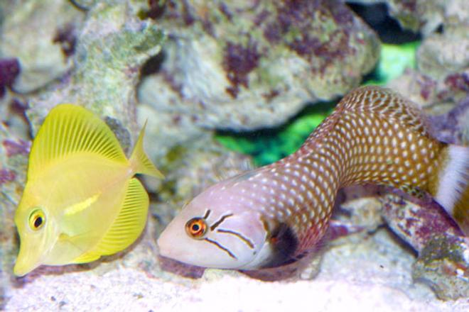 saltwater fish - zebrasoma flavescens - yellow tang - hawaii