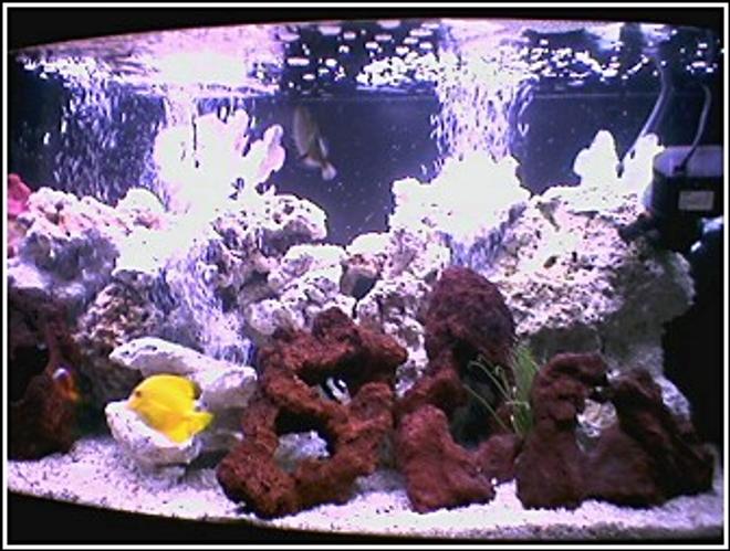 saltwater fish tank (mostly fish, little/no live coral) - 46 GALLON  BOW FRONT WITH SIX FISH.TANG,  TRIGGER, CLOWN, AND DAMSELS. A FEW LAVA ROCKS AND SOME DEAD CORAL...