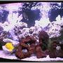 saltwater fish tank (mostly fish, little/no live coral) - 46 GALLON BOW FRONT WITH SIX FISH.TANG, TRIGGER, CLOWN, AND DAMSELS. A FEW LAVA ROCKS AND SOME DEAD CORAL...