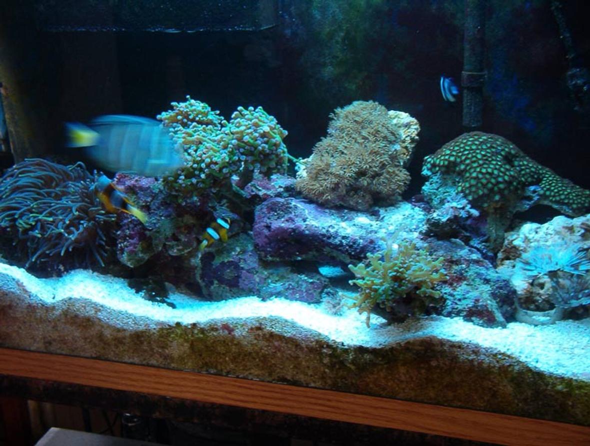 reef tank (mostly live coral and fish) - 29 gallon reef tank. 2-55 watt helios power compact, excalibur skimmer.