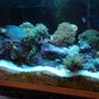 reef tank (mostly live coral and fish) - 29 gallon reef tank. 2-55 watt helios power compact, excalibur skimmer.