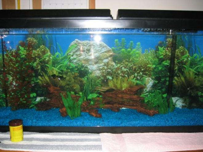 freshwater fish tank (mostly fish and non-living decorations)