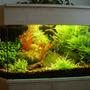 planted tank (mostly live plants and fish) - Plants:Anubias barteri var. nana, Bacopa moniera, Blyxa japonica, Cabomba piauhyensis, Didiplis diandra, Egeria densa, Heteranthera zosterifolia, Hygrophila guyanensi + siamensis, Limnophila sesiliflora, Microsorium pteropus var. Windelov, Myriophyllum matogrossense, Rotala rotundifolia, Sagittaria subulata, Vesicularia dubyana