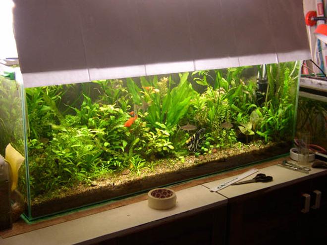 planted tank (mostly live plants and fish)