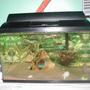 freshwater fish tank (mostly fish and non-living decorations)
