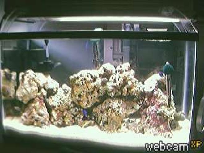 reef tank (mostly live coral and fish)