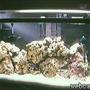reef tank (mostly live coral and fish)