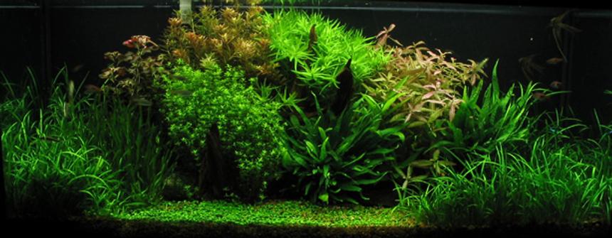Rated #40: Planted Tank - Tank Specifications :: Dimensions: 48"x16"x18" 
Volume: 66 gallon / 250L 
Substrate: 1-3mm gravel 
Lighting: 5x40W NO fluorescent, 11hrs 
Filteration: fluval 304 & Magnum 250 
Flora :: plant list: 
1# Glossotigma 
2# Sagittaria pusilla 
3# Ludwigia repens 
4# Microsorum Pteropus 
5# Hygrophila polysperma 'Sunset' 
6# Micranthemum micranthemoides 
7# Vallisneria Americana 
8# Rotala Indica 
9# Heteranthera zosteraefolia 
Fauna :: 2x Blue Ram - Microgeophagus ramirezi 
2x Angelfish - Pterophyllum scalare 
5x Otto - Otocinclus affinis 
5x Pristella - Pristella maxillaris 
5x Harlequin - Rasbora heteromorpha 
4x SAE - Crossocheilus siamensis 
5x Ammano shrimp - Caridina japonica 
10X Cardinal - Paracheirodon axelrodi 
Fertilization :: CO2: 5lbs presiruzed system 
water column fertilization: Fleet enema, CaNO3, KNO3, K2SO4, seachem flourish & iron 
substrate fertlization: N/A