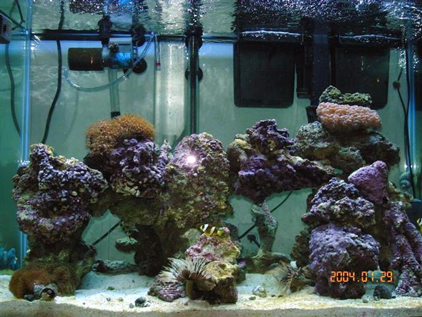 Rated #1170: Reef Tank - 65 gallon tank with shrimp: banded, fire, skunk, 2 soft coral, 1 hard coral, 60lbs live rock 3" sand bed, 5 snails, 10-12 crabs, brittle star, scallop, 3 feather dusters, purple tipped anenome, 2 cucumbers, flame angel, purple firefish, 2 clark clowns, 1 bi-color blenny, 1 purple starfish.