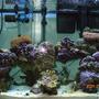 reef tank (mostly live coral and fish) - 65 gallon tank with shrimp: banded, fire, skunk, 2 soft coral, 1 hard coral, 60lbs live rock 3" sand bed, 5 snails, 10-12 crabs, brittle star, scallop, 3 feather dusters, purple tipped anenome, 2 cucumbers, flame angel, purple firefish, 2 clark clowns, 1 bi-color blenny, 1 purple starfish.