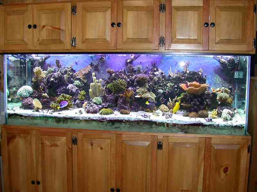 Rated #297: Reef Tank - 180g sps dominated reef.  100g sump, 70g 'fuge, 40g inline prop tank (sump, 'fuge, and prop tank are all in the basement below the tank).