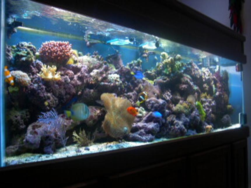 Rated #239: Reef Tank - 125 gallon All Glass Aquarium with matching light oak stand and canopy

3 175 watt Metal Halide 10,000K (UH1-5) Ushio bulbs

Metal Halide Assembly-  (2) 1 single, 1 double
single-(PC) 1 175 watt ballast assmebly: 1.8amp; 1 lamp 216 watt 
double-(PC) 2 175 watt ballast assembly 120 volt; 1.8amp; 1 lamp; 216watt

2 Power Compact CustomSeaLife Bulbs- (2) 96 watt ultra actinic; twin tube; 10Q base(4 pin); 34overall length; 32.5 bulb only

Power Compact Ballast-  CustomSeaLife; 2 lamp; 96 watt ballast asembley; 1.45amp; 175 watt; 120 volt

Input Pump (Skimmer)-  SEN-700GA;  115V/60Hz;  700 gal/h;  13 feet head

Output Pump (Return)-  CustomSeaLife Velocity T3, model #77830;  800gal/hr, 3 foot head

Chiller/UV Pump-  Eheim #1048; 158 gal/h;  120v/60Hz

Skimmer-  E.T.S.S. Evolution 600

UV Sterilizer- Aqua Ultraviolet 25 watt w/ wiper

Chiller-  ViaAqua model#CC-25; 120volt; 2amp; 1/4 hp

Heaters-  (2)  300 watt AquaVia titanium heaters

Powerheads-  (2) powerhead 201
                        (1) powerhead 802
                        (1) powerhead 301
Moonlights- 

Live Rock-  260lbs various types: Caribbean, Tonga, Fiji.

Fish:      
        Red Sea Sailfin Tang
        Pacific Blue Tang
        Big Longnose Butterflyfish
        Bicolor Goatfish
        Flame Angelfish
        Clark Anemonefish
        False Percula Anemonefish (2)
        Maroon Anemonefish   
        Ocellaris Anemonefish (2)
        Blue Damselfish
        Yellowtail Blue Damselfish (2)
        Fire Goby
        
Invertebrates:
        Brittle Star
        Turbo Snails
        Giant Feather Duster
        Red Legged Hermit Crabs
        Blue Legged Hermit Crabs
        Peppermint Shrimp
        Scarlet Cleaner Shrimp (2)
        Sand Sifting Star (3)
        Ricordea Florida
        Ricordea Yuma
        Rhodactis cf. mussoides
        Discosoma carlgreni
        Mushroom Anemone (red variation)
        Long Tentacle Anemone

Coral:
        Branching Flowerpot Coral
        Finger Coral
        Acropora (birdnest)
        Hammer Coral
        Open Brain Coral
        Trumpet Coral
        Feather Gorgonian
        Toadstool Coral
        Finger Leather
        Hydnophora pilosa
        Pipe Organ