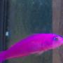 saltwater fish - pseudochromis porphyreus - purple pseudochromis
