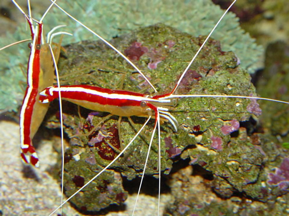 corals inverts - lysmata amboinensis - scarlet skunk cleaner shrimp