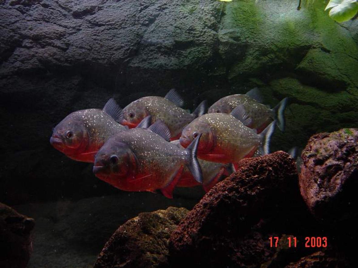 freshwater fish - pygocentrus nattereri - redbellied pirhana