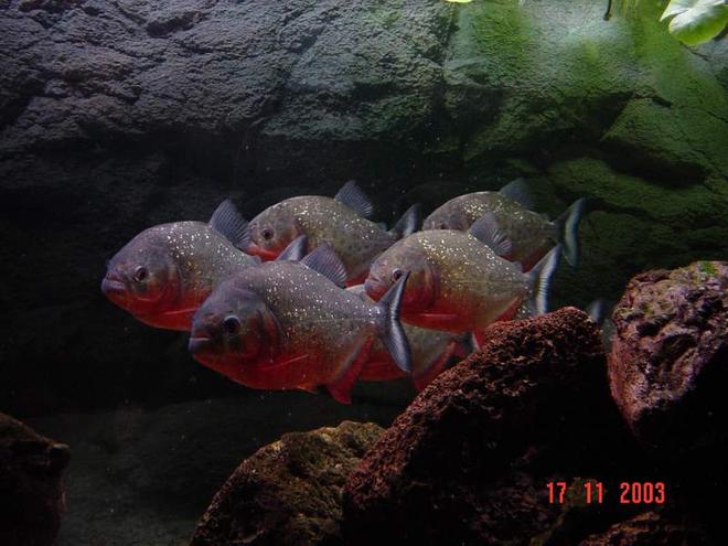 freshwater fish - pygocentrus nattereri - redbellied pirhana