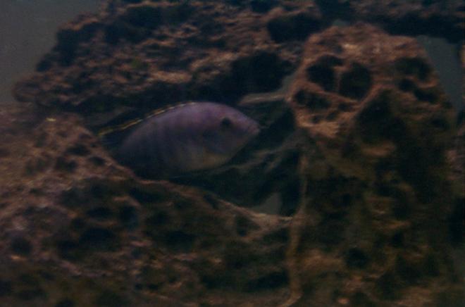 freshwater fish - aulonocara nyassae - blue peacock cichlid