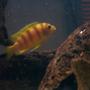 freshwater fish - metriaclima lombardoi - kenyi cichlid