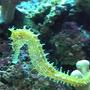 saltwater fish - hippocampus reidi - brazilian reidi seahorse